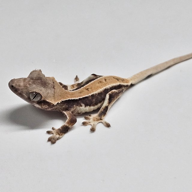 릴리100%헷아잔틱