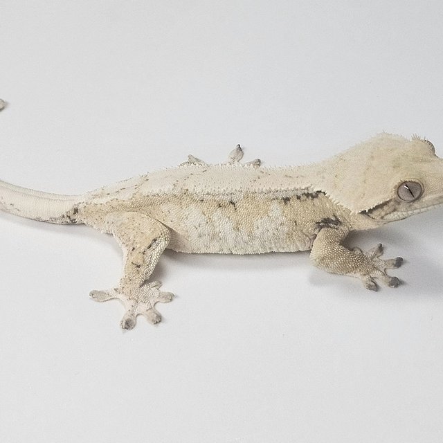 노멀 트라이 크림 화이트스팟