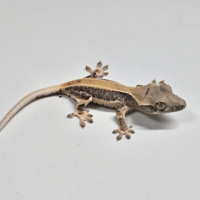 릴리100%헷아잔틱