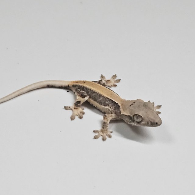 릴리100%헷아잔틱