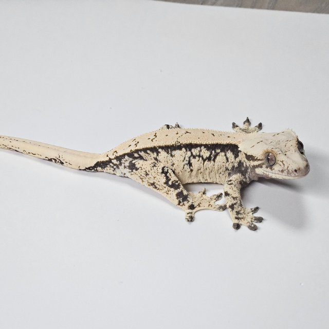 트라이 핀스트라이프 화이트스팟