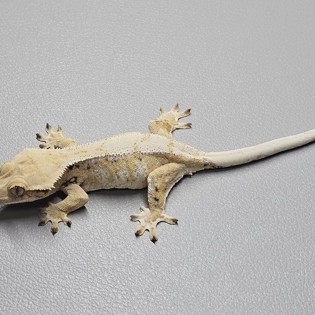 노멀 트라이 크림 화이트스팟