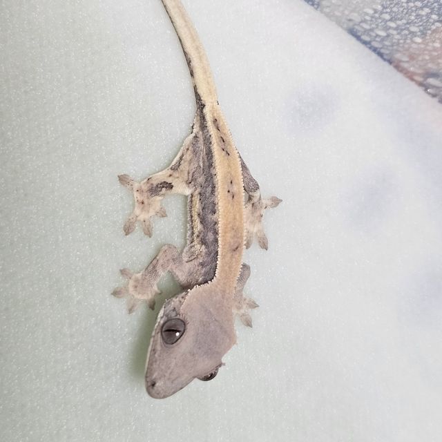 릴리 세이블 드리피