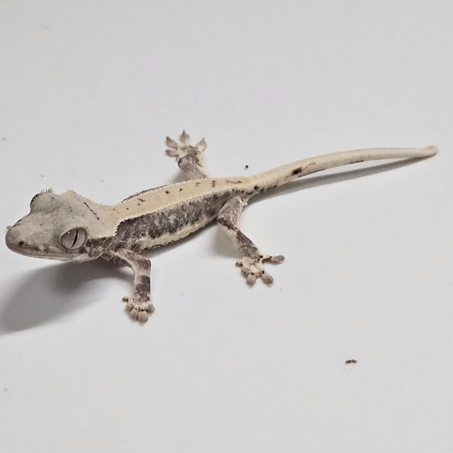 릴리100%헷아잔틱