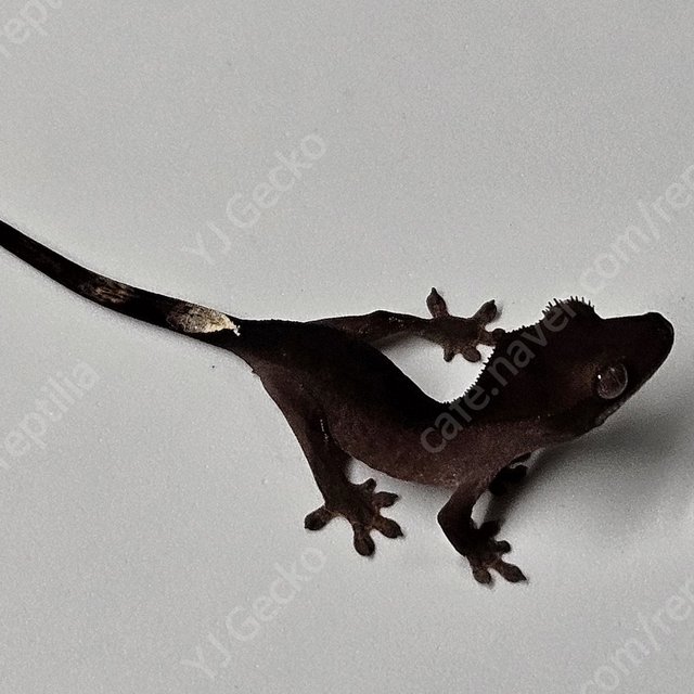 블랙 챠콜 팬텀 카푸치노