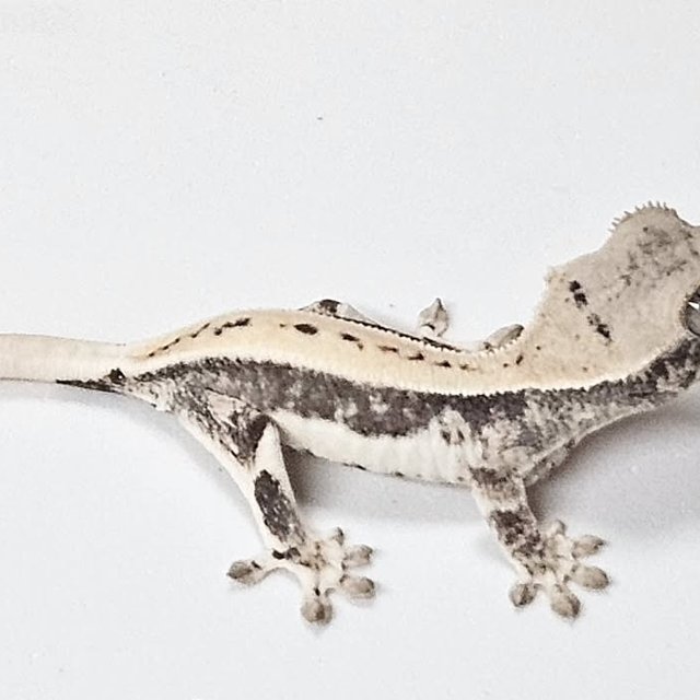 릴리100%헷아잔틱