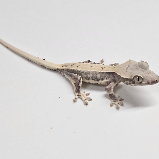 릴리100%헷아잔틱