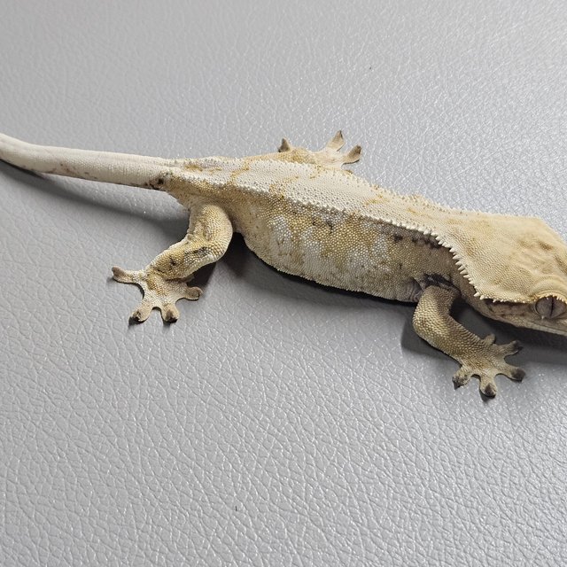 노멀 트라이 크림 화이트스팟