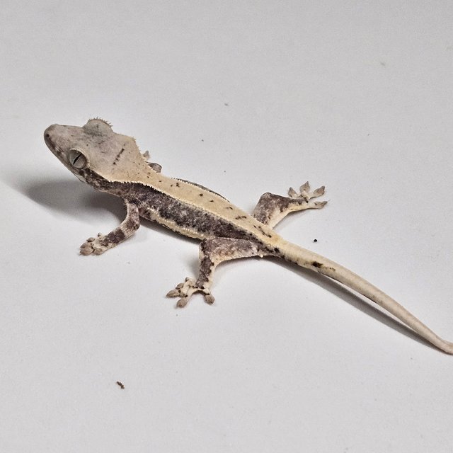 릴리100%헷아잔틱