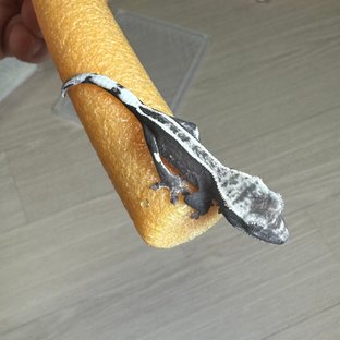아잔틱