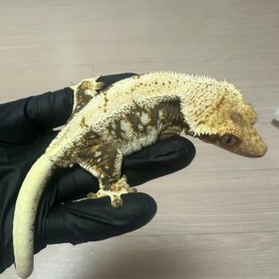 릴리100%헷아잔틱