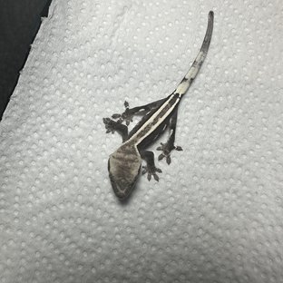 아잔틱