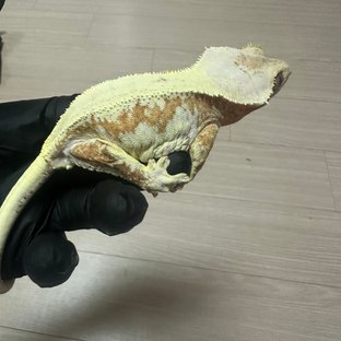 릴리100%헷아잔틱