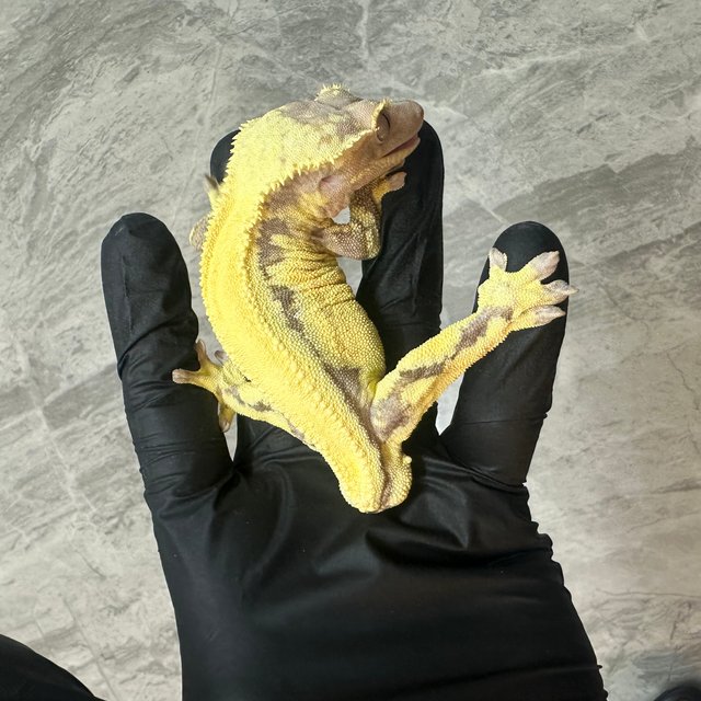 100%헷아잔틱 릴리 세이블