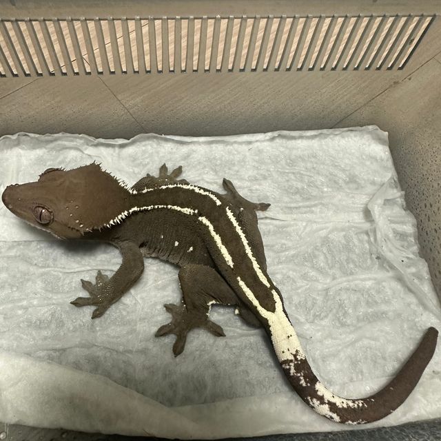 아잔틱