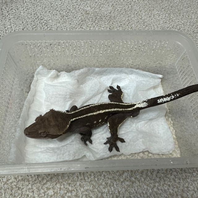 아잔틱
