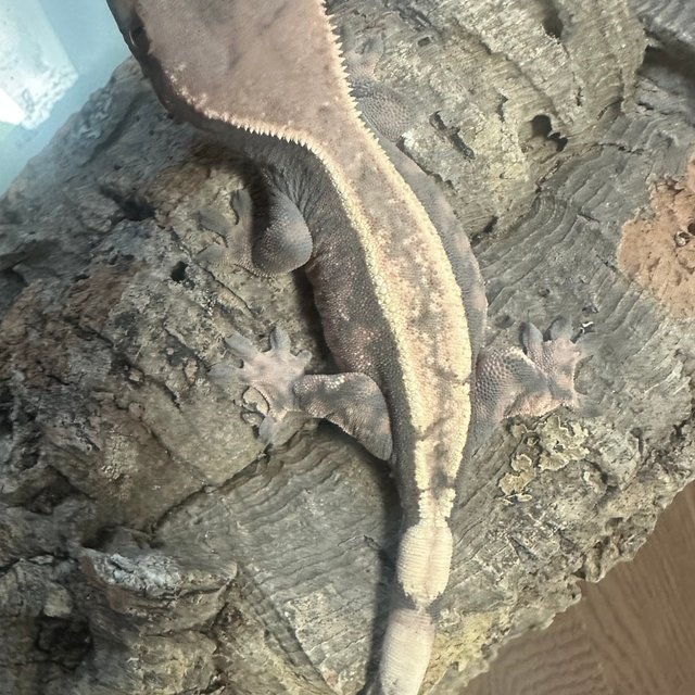 100%헷아잔틱 세이블