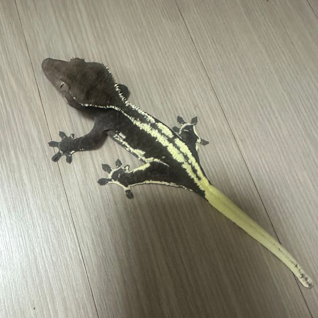 릴잔틱