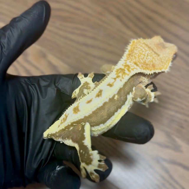 릴리100%헷아잔틱