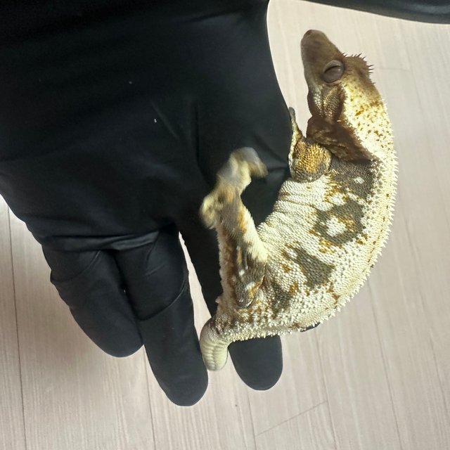 릴리100%헷아잔틱