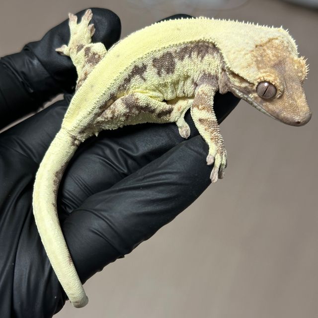 100%헷아잔틱 릴리 세이블