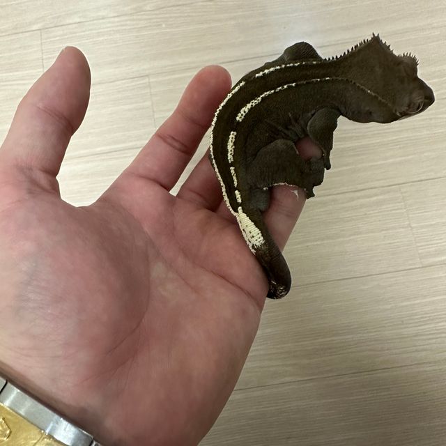 아잔틱