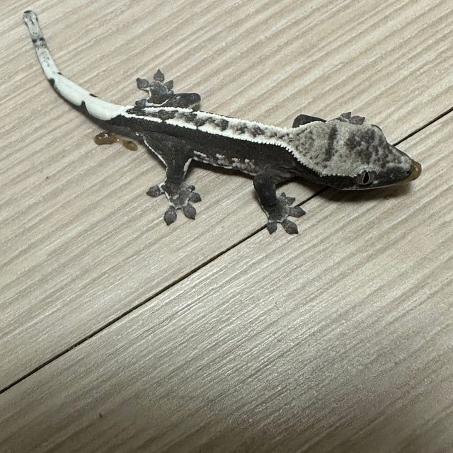 아잔틱