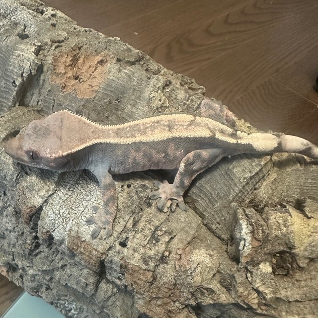 100%헷아잔틱 세이블