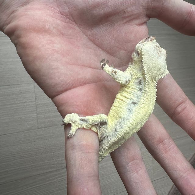 릴리 세이블