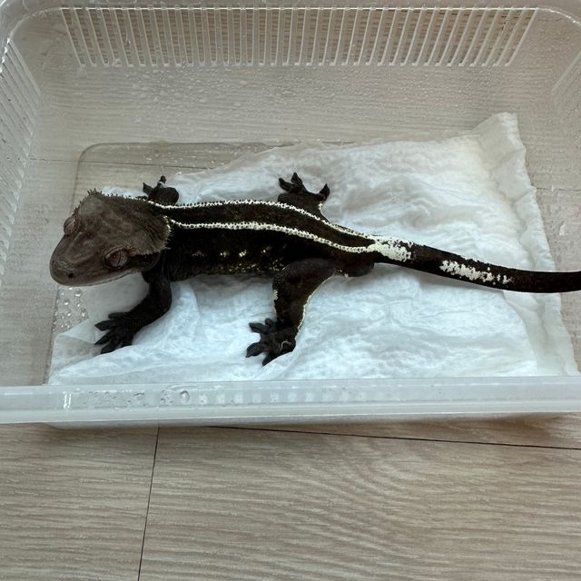 아잔틱