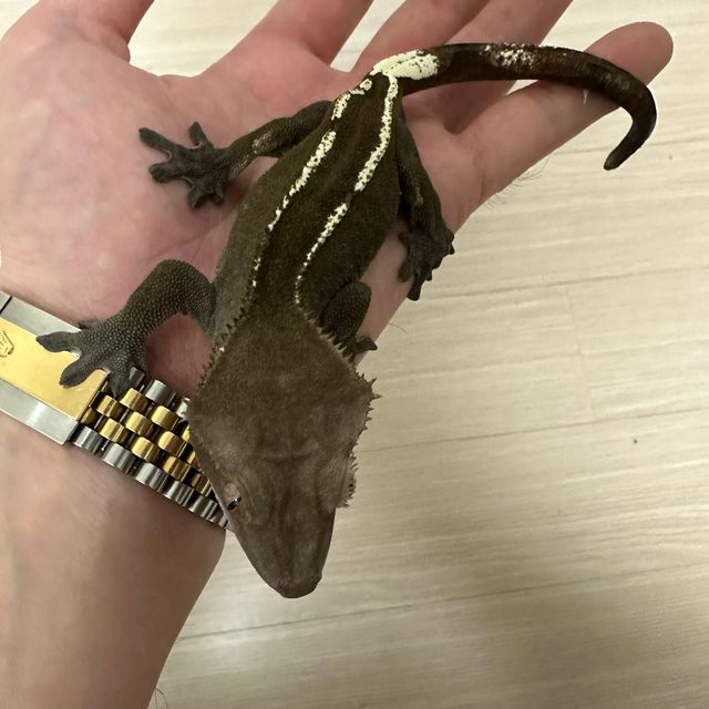 아잔틱