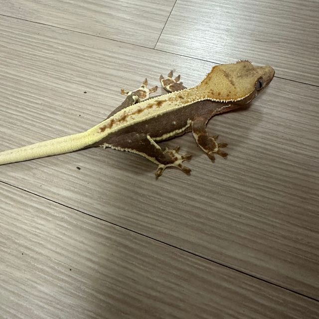 릴리100%헷아잔틱