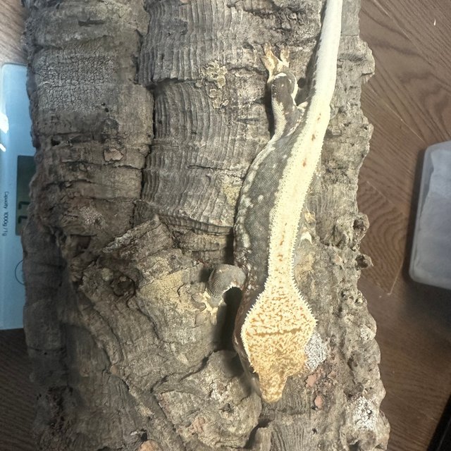 릴리100%헷아잔틱