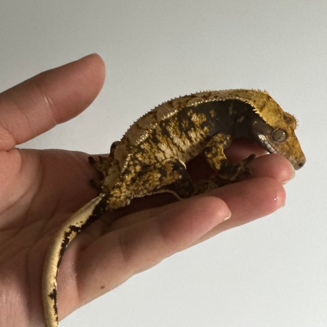 트라이 익스트림할리퀸 바브