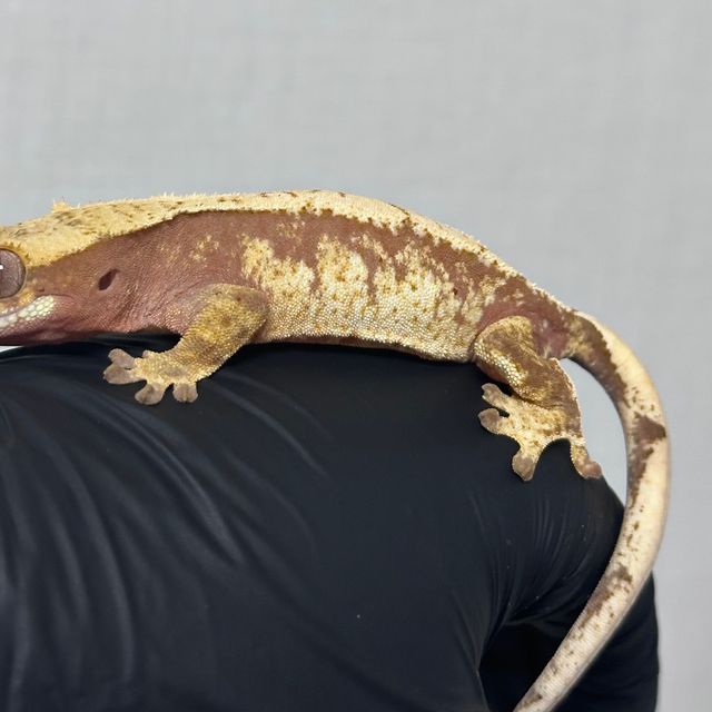 레드 트라이 익스트림할리퀸