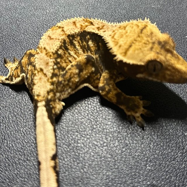 트라이 익스트림할리퀸 바브