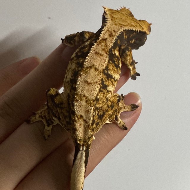 트라이 익스트림할리퀸 바브