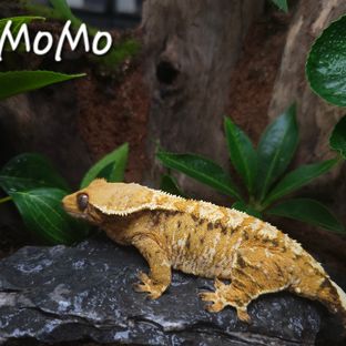 모모