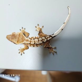 트라이 텐저린