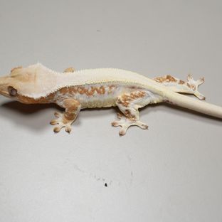 CL1