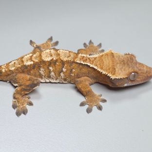 트라이 바브