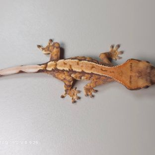 트라이 텐저린 몬코사