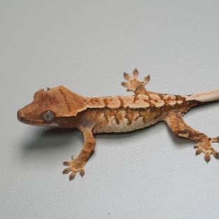트라이