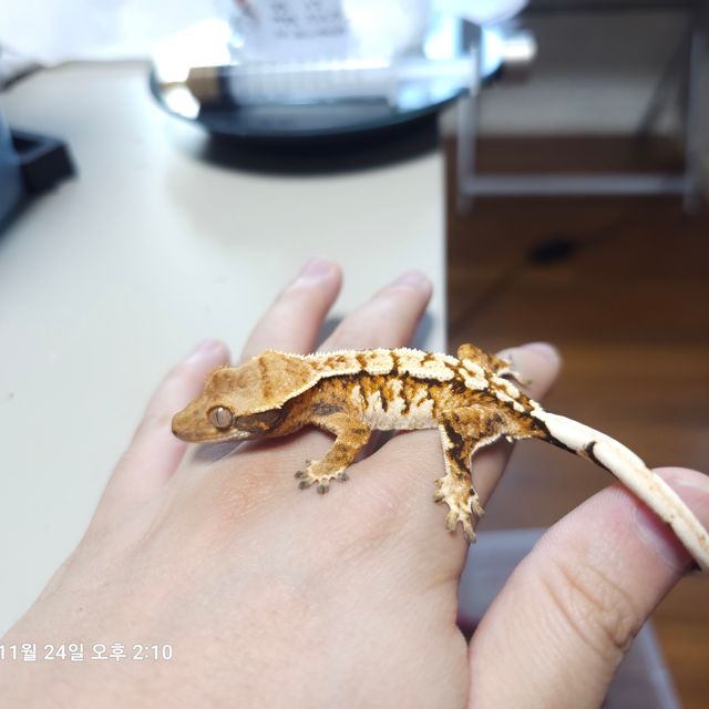 트라이 텐저린