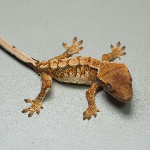 트라이