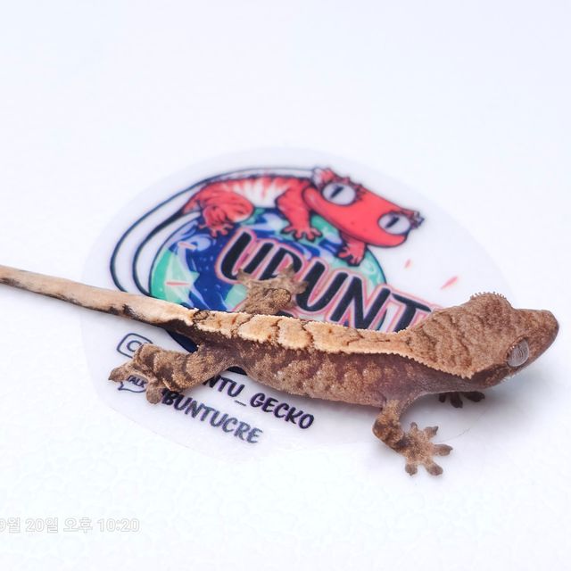 세이블