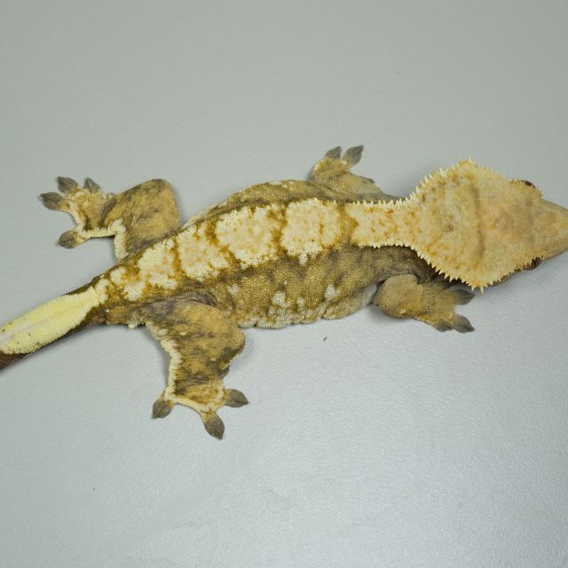 트라이