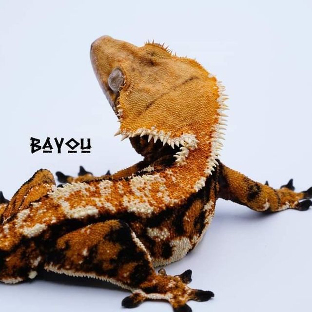 트라이 바브