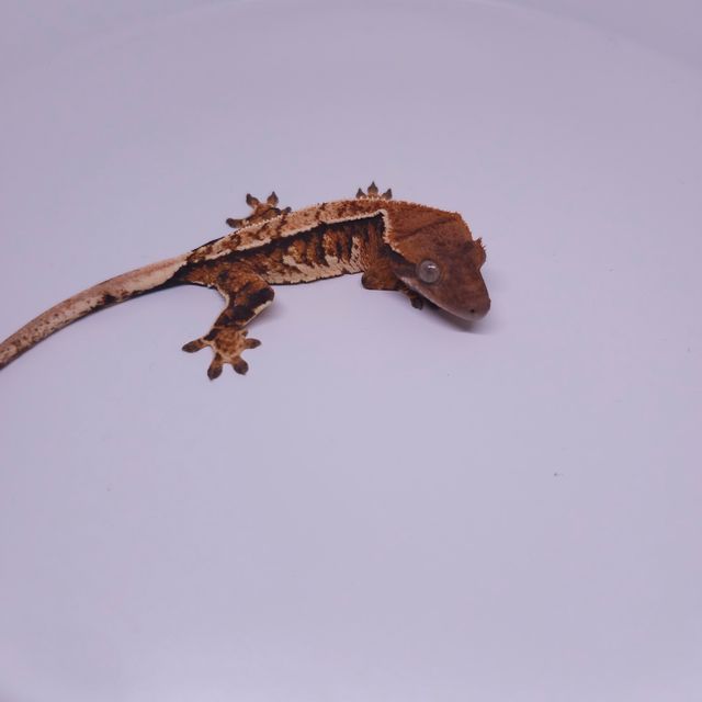 트라이 바브