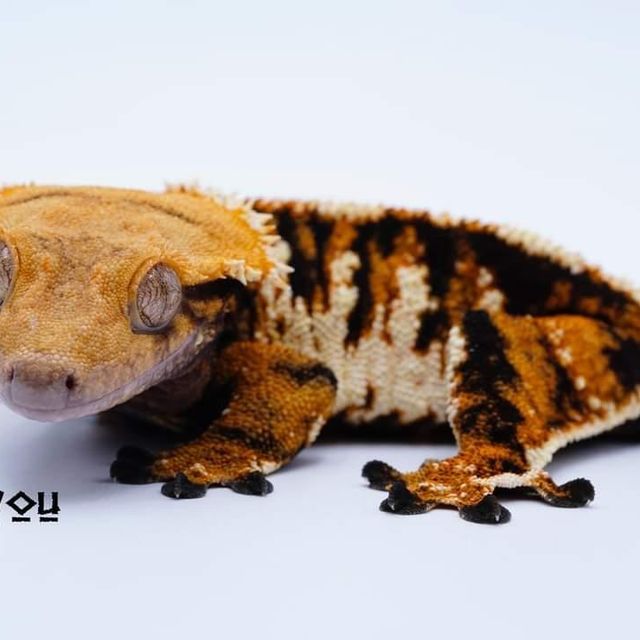 트라이 바브